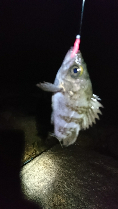 江井ヶ島近辺のサーフをランガン