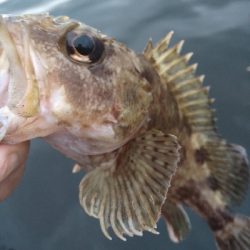 2019　初釣りはガシラ