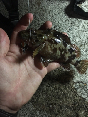 大阪湾 釣行