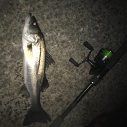 なんとかゲット！二夜連続釣行