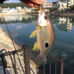 朝の河川で短時間でも連発‼︎