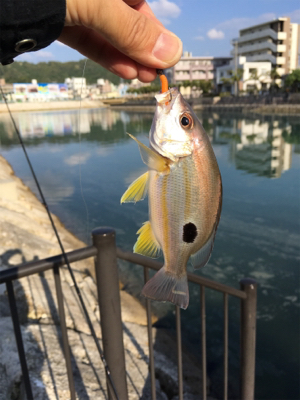 朝の河川で短時間でも連発‼︎