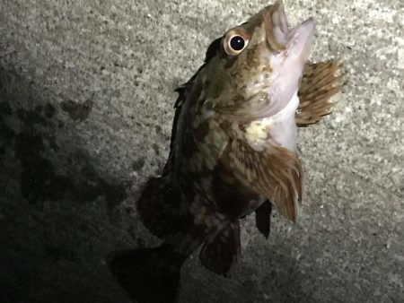 今年の初釣り