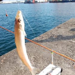 播磨新島でキス釣り