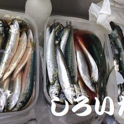 マイワシ釣り。