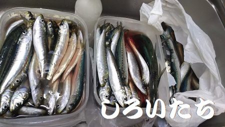 マイワシ釣り。