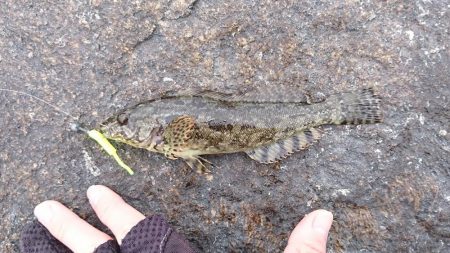 江井ヶ島海岸・穴釣り