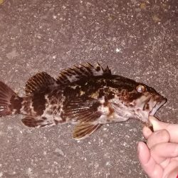 根魚