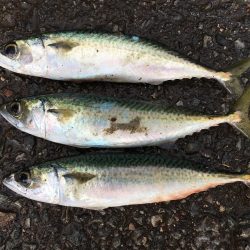 サビキ釣りコアジ30匹、コサバ3匹