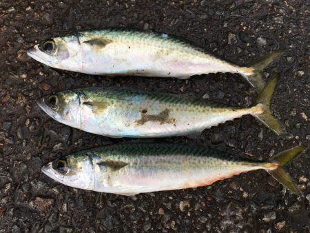 サビキ釣りコアジ30匹、コサバ3匹