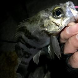 久しぶりのサーフで連発っメバリング！