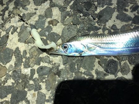 太刀魚は細い、イシモチは小さい。ヒラメはソゲる