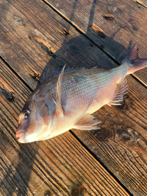 釣堀紀州さんにて