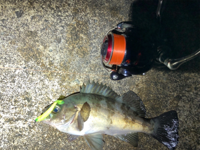 満足いくメバルの釣果