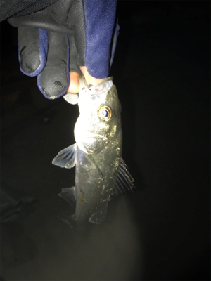 なんとかゲット！二夜連続釣行