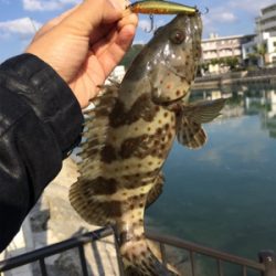 朝の河川で短時間でも連発‼︎