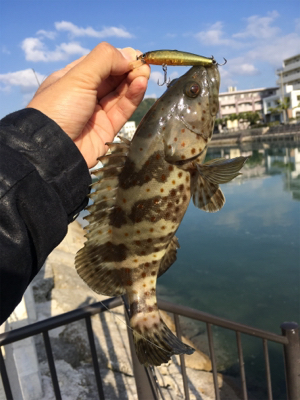 朝の河川で短時間でも連発‼︎