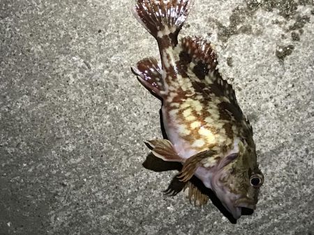 今年の初釣り