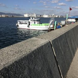 イルカの群れがタチウオを連れてきたのか！