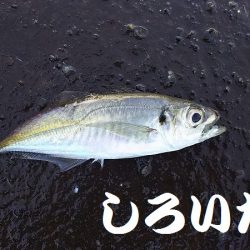 マイワシ釣り。