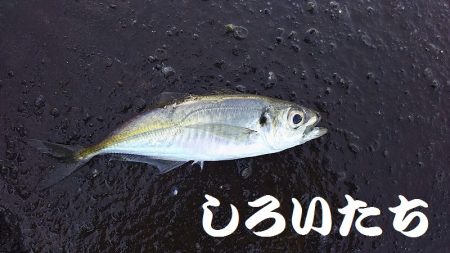 マイワシ釣り。