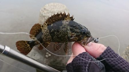 江井ヶ島海岸・穴釣り