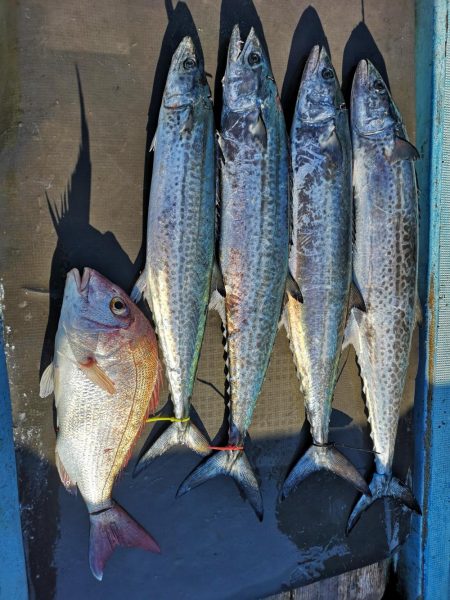 初釣りでデカ鰆ゲット