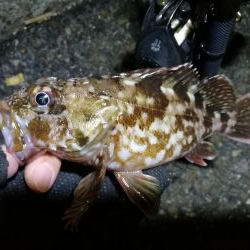 南港カモメ大橋ヘチ釣行 （年明け初キビレチヌ47cm！と ガシラ釣果有り）