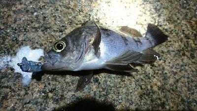 江井ヶ島近辺のサーフをランガン