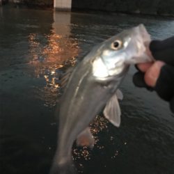 3日朝、引き続き好調のまま終了