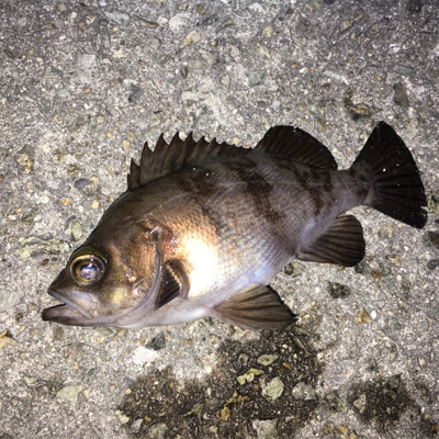 アフターメバル釣れました