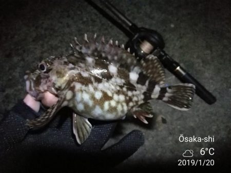 南港カモメ大橋ヘチ釣行 （年明け初キビレチヌ47cm！と ガシラ釣果有り）