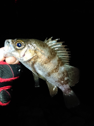 釣り納め