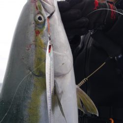 松鶴丸 釣果