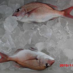 大進丸（新潟） 釣果