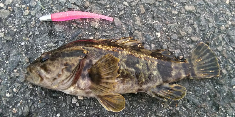 まだまだ釣れる！ロックフィッシュ！