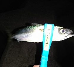 初釣り撃沈