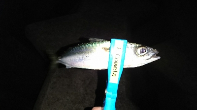 初釣り撃沈