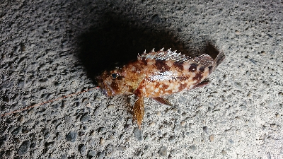 浦戸大橋下にて