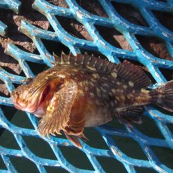 オリジナルメーカー海づり公園(市原市海づり施設) 釣果