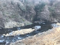 秩父フライフィールド 釣果