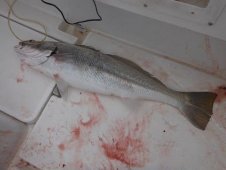 開進丸 釣果