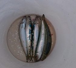 海龍丸（福岡） 釣果