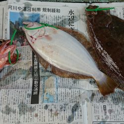 明神釣船 釣果