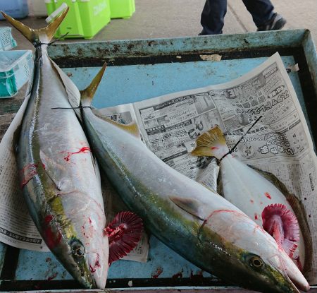 明神釣船 釣果