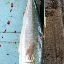 明神釣船 釣果