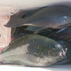 しば渡船 釣果