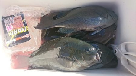 しば渡船 釣果