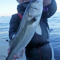 めだか屋 釣果