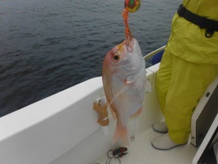 開進丸 釣果